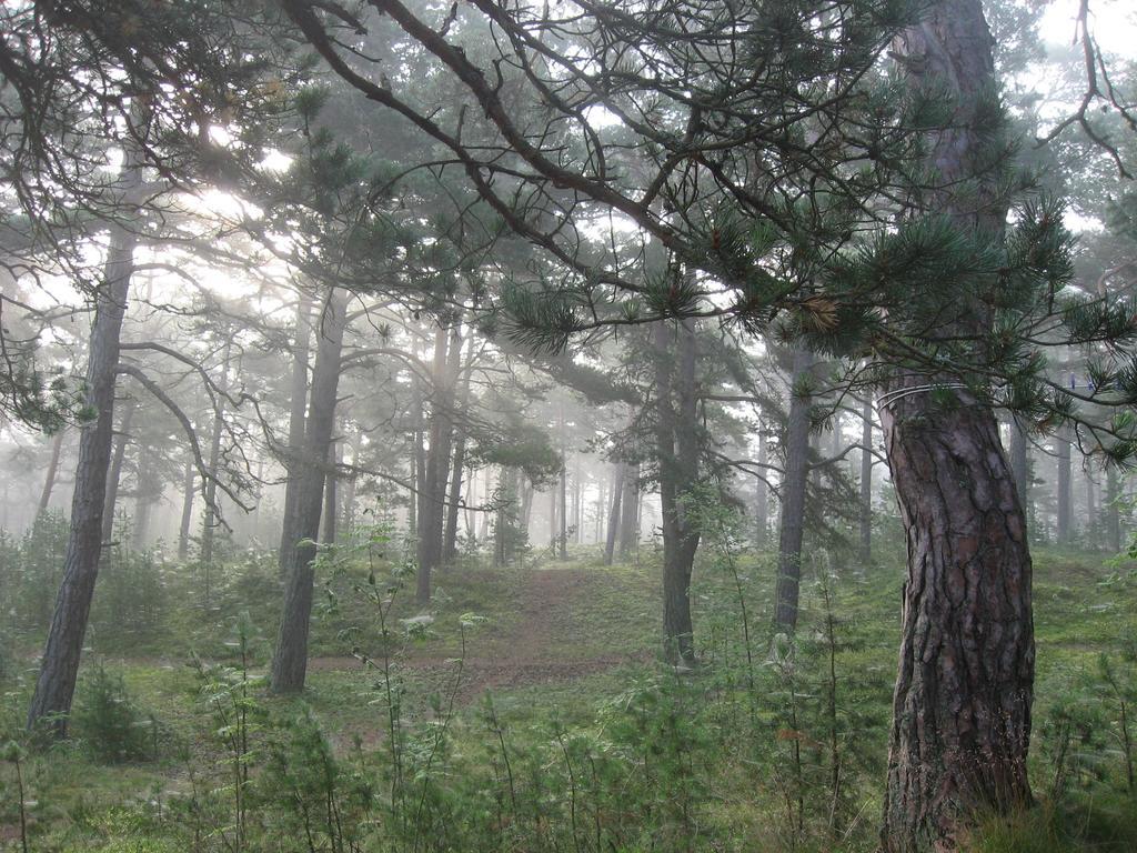 Samblatalu Homestay Laulasmaa Buitenkant foto